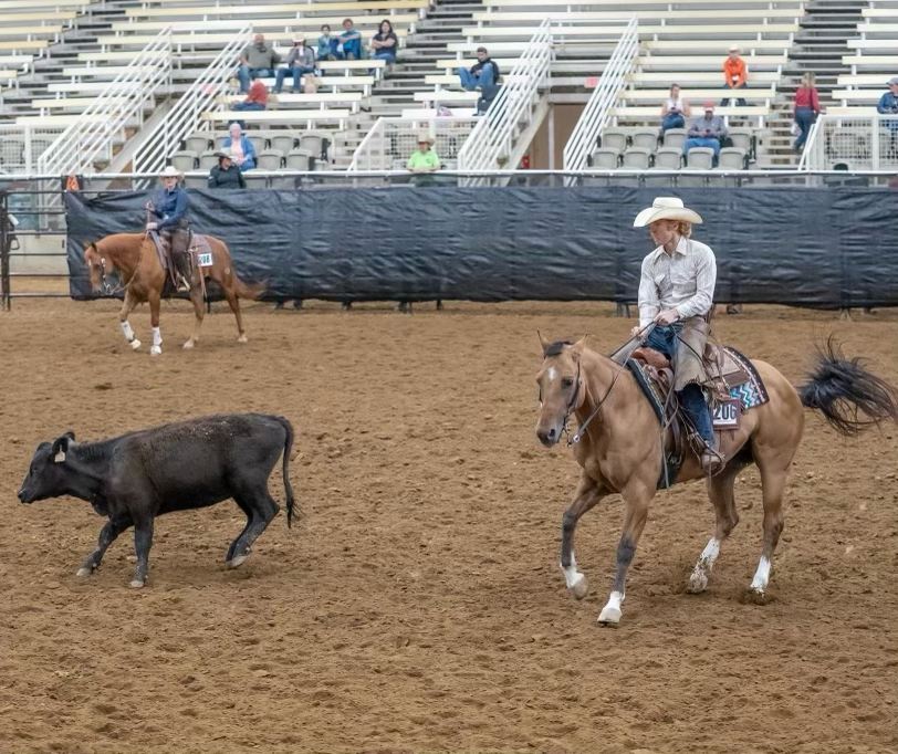 Working Cow Horse Training