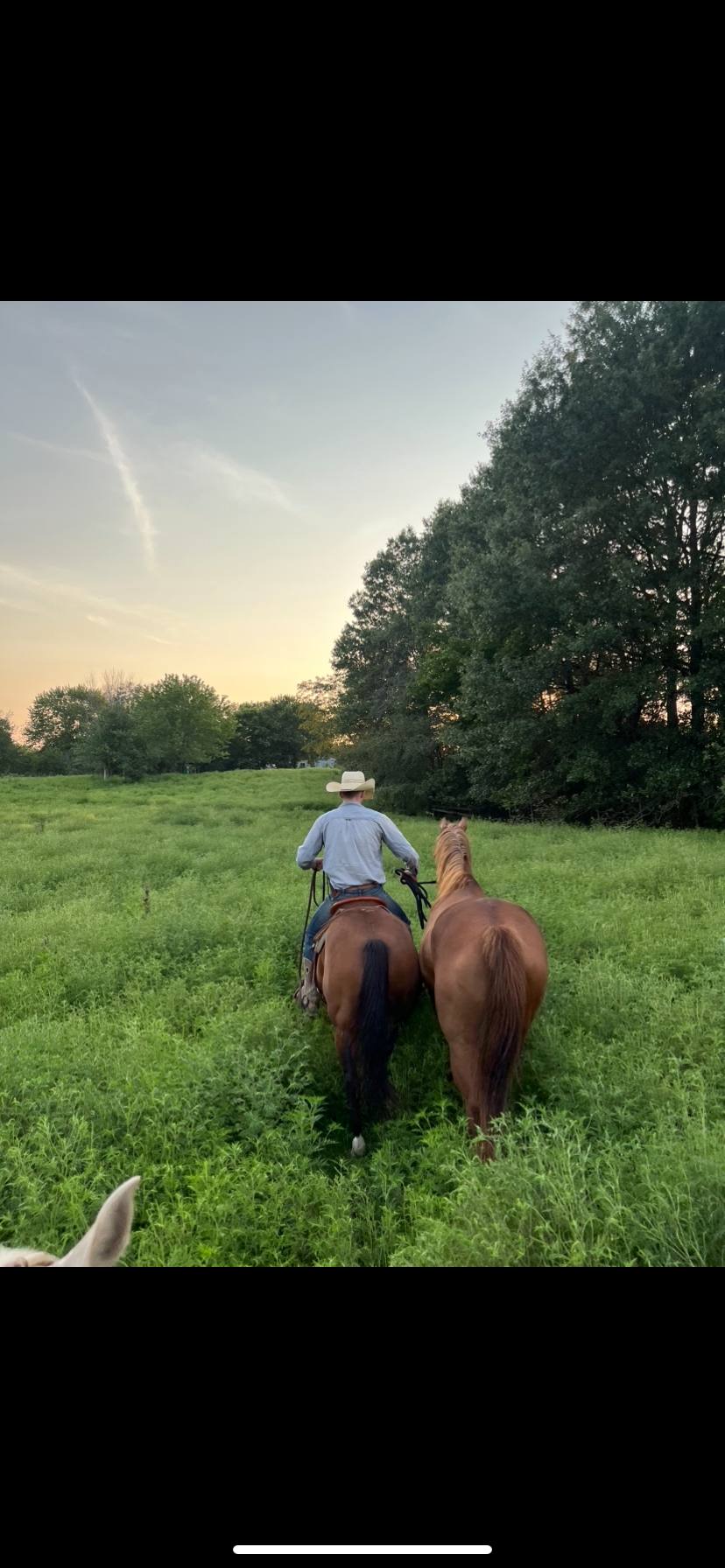 Ranch Horse Training